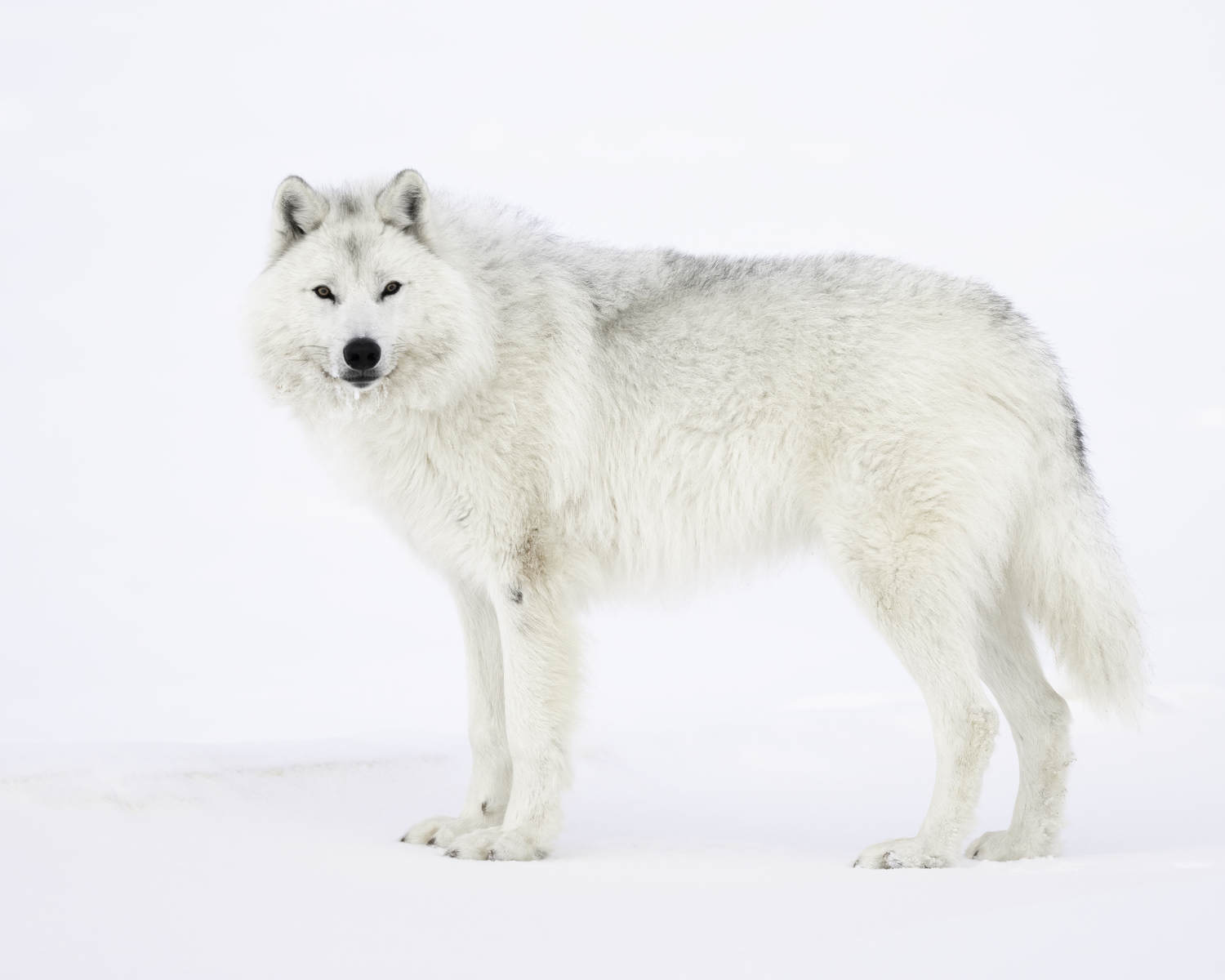 A male wolf. MARIANNE BARNETT