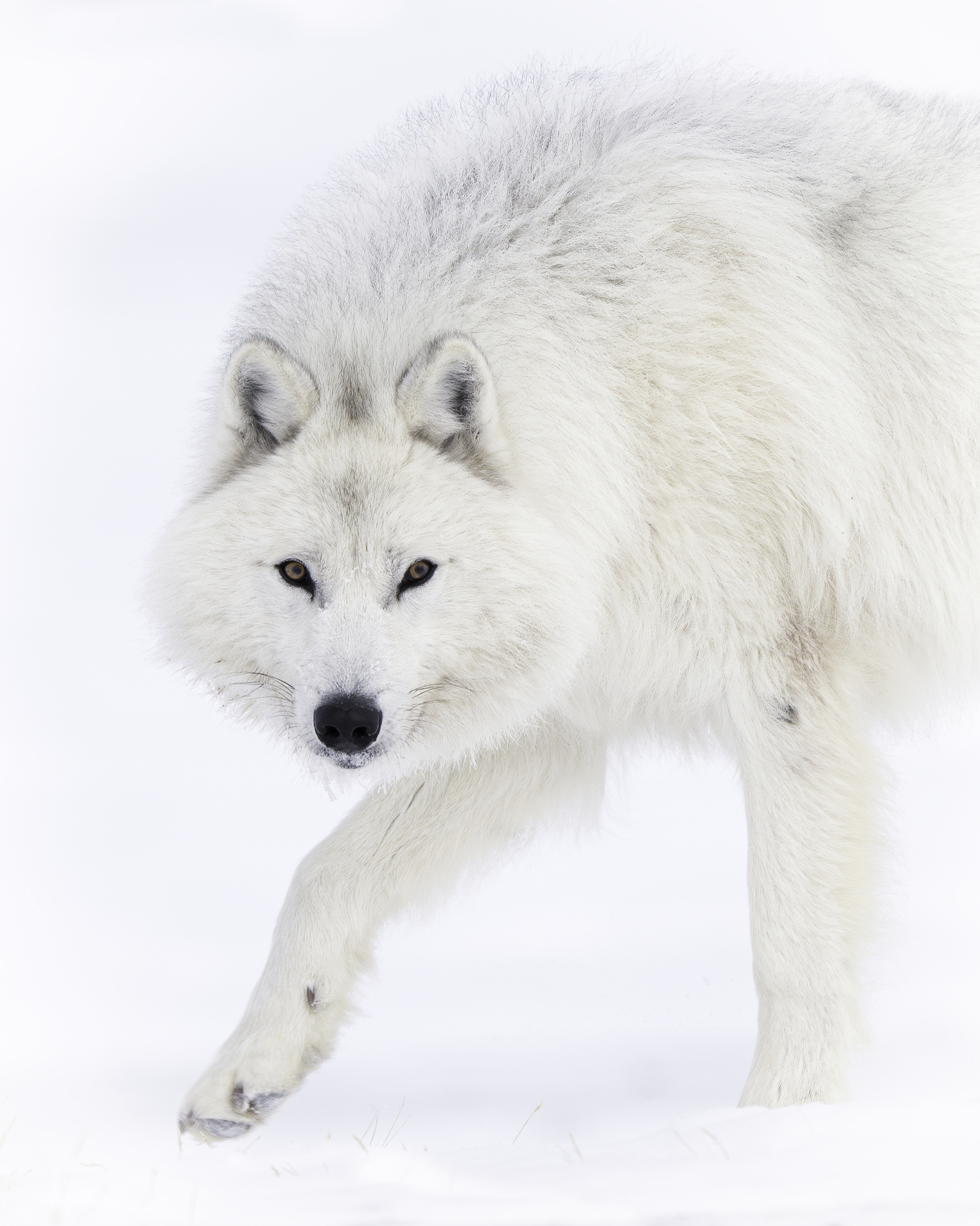 A male wolf. MARIANNE BARNETT