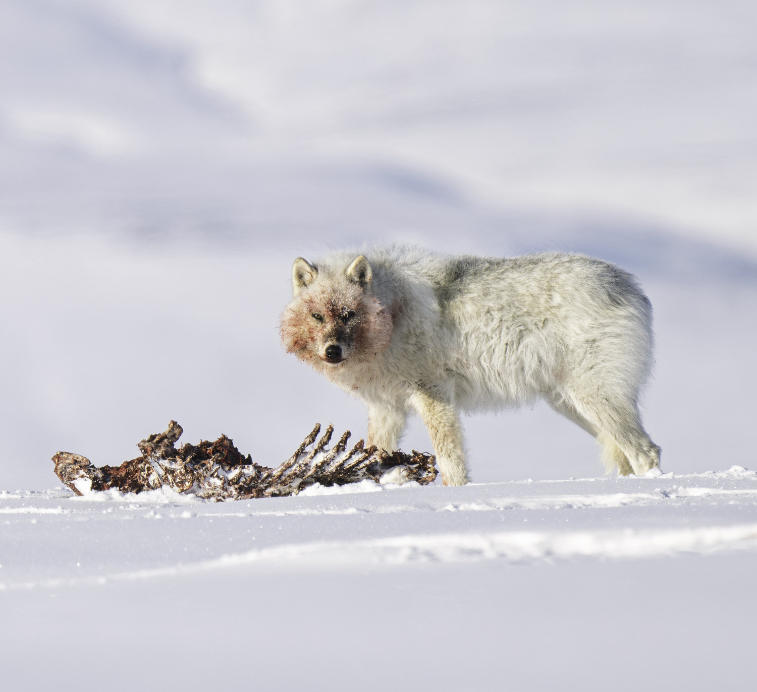 Looking up from a seal carcass. MARIANNE BARNETT