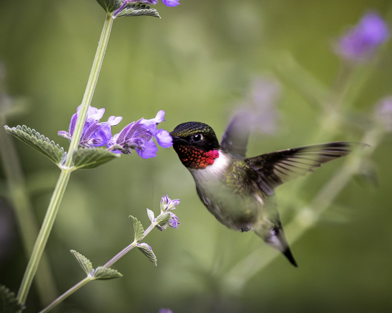 A male ruby-throated hummingbird in my garden.  MARIANNE BARNETT