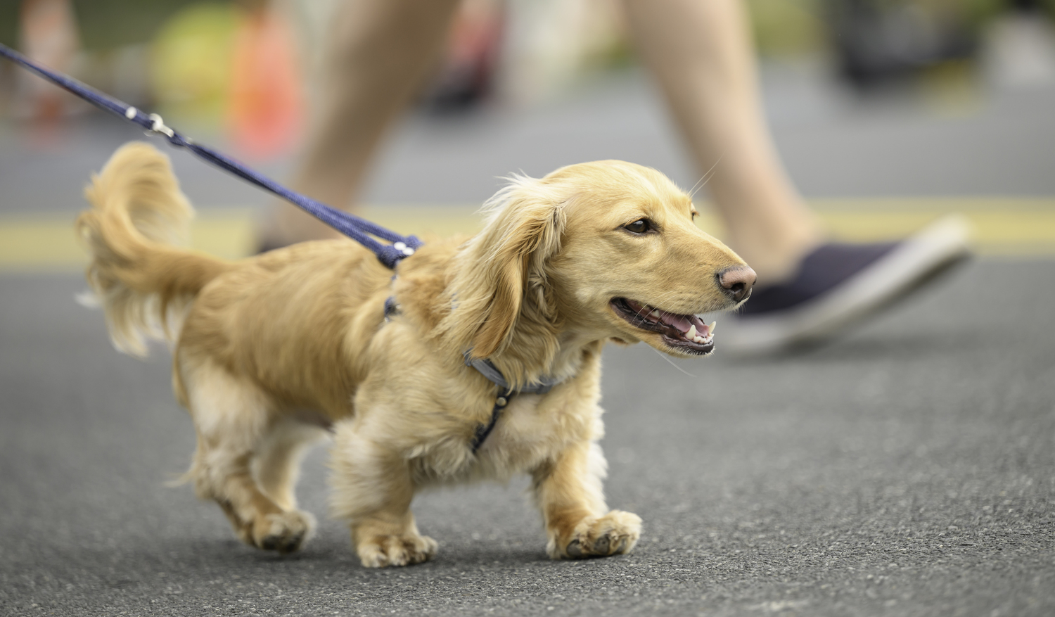 A canine participant.   MARIANNE BARNETT