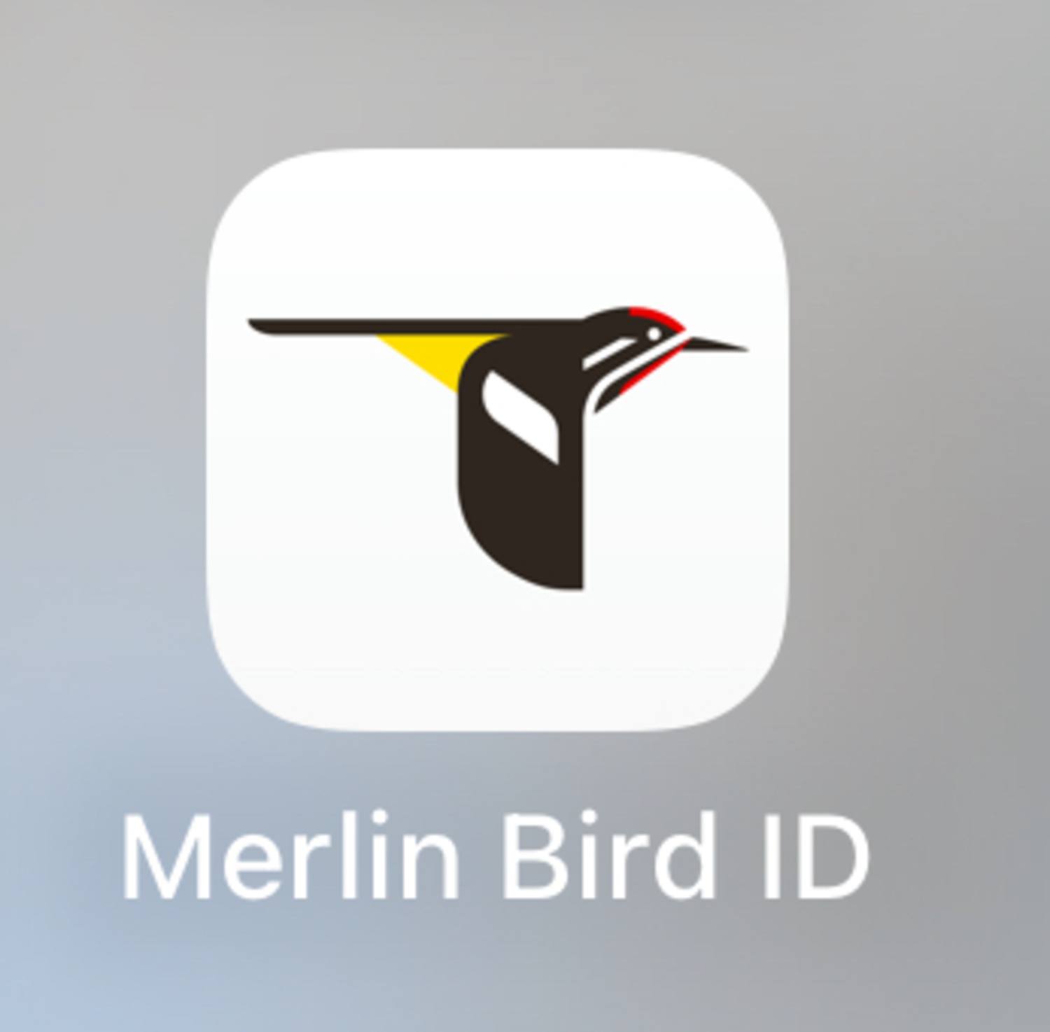 The Merlin Bird ID app icon.