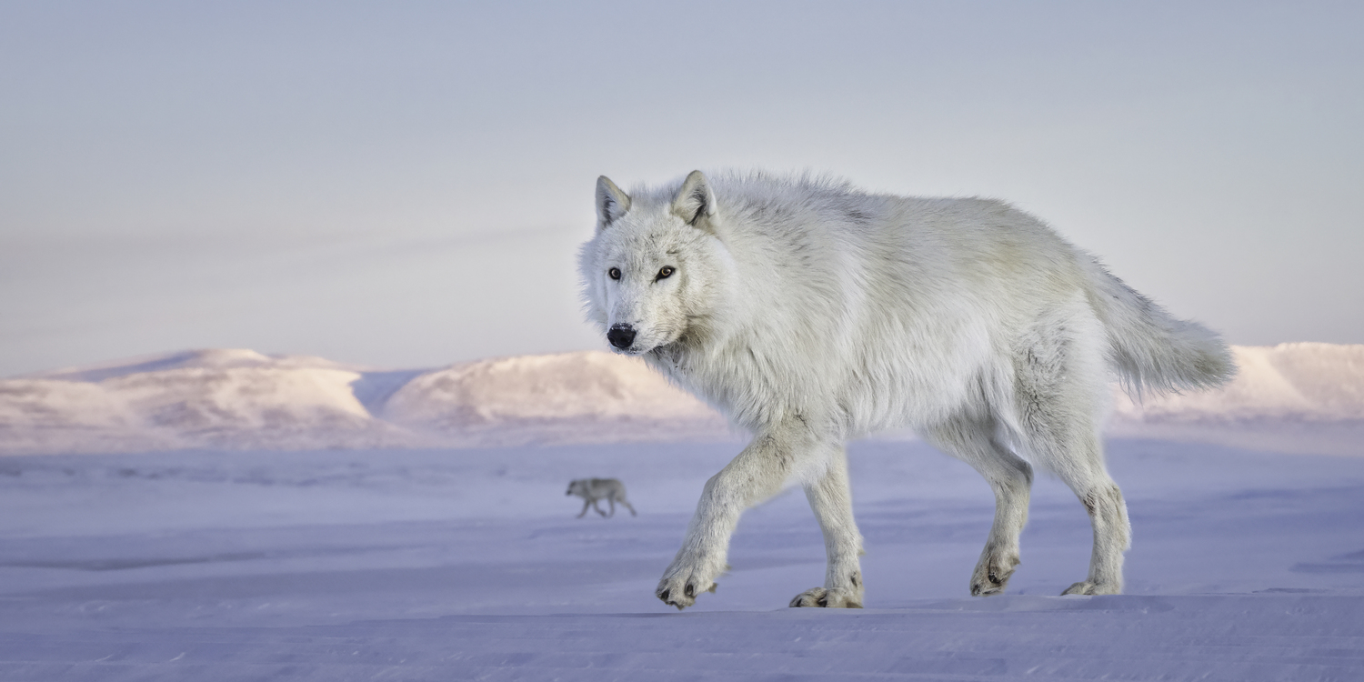On the move. MARIANNE BARNETT