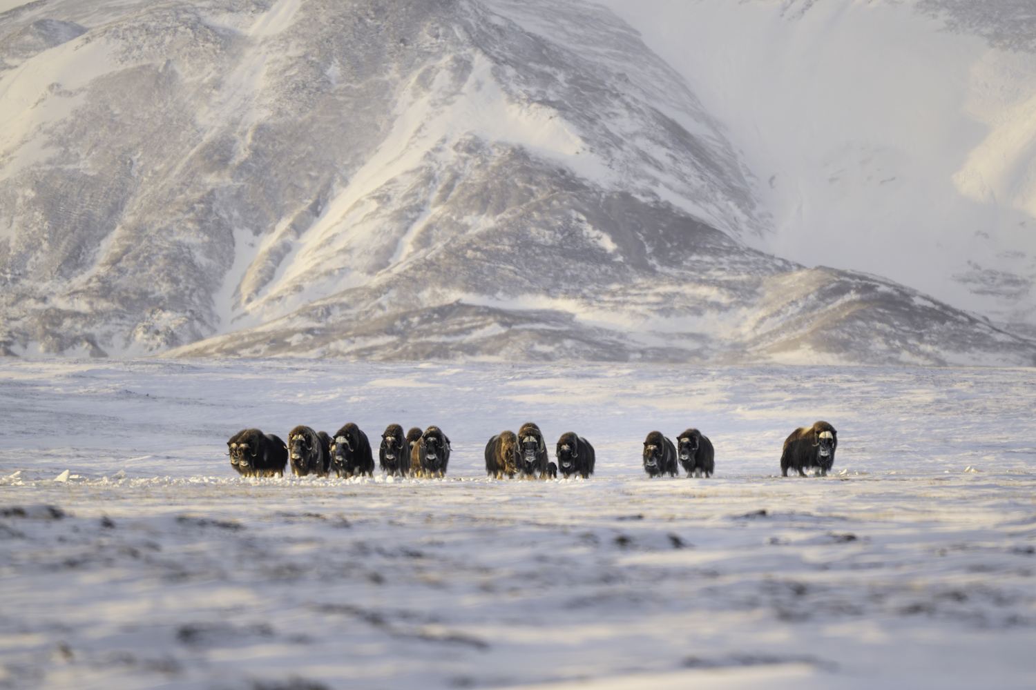 Muskox. MARIANNE BARNETT