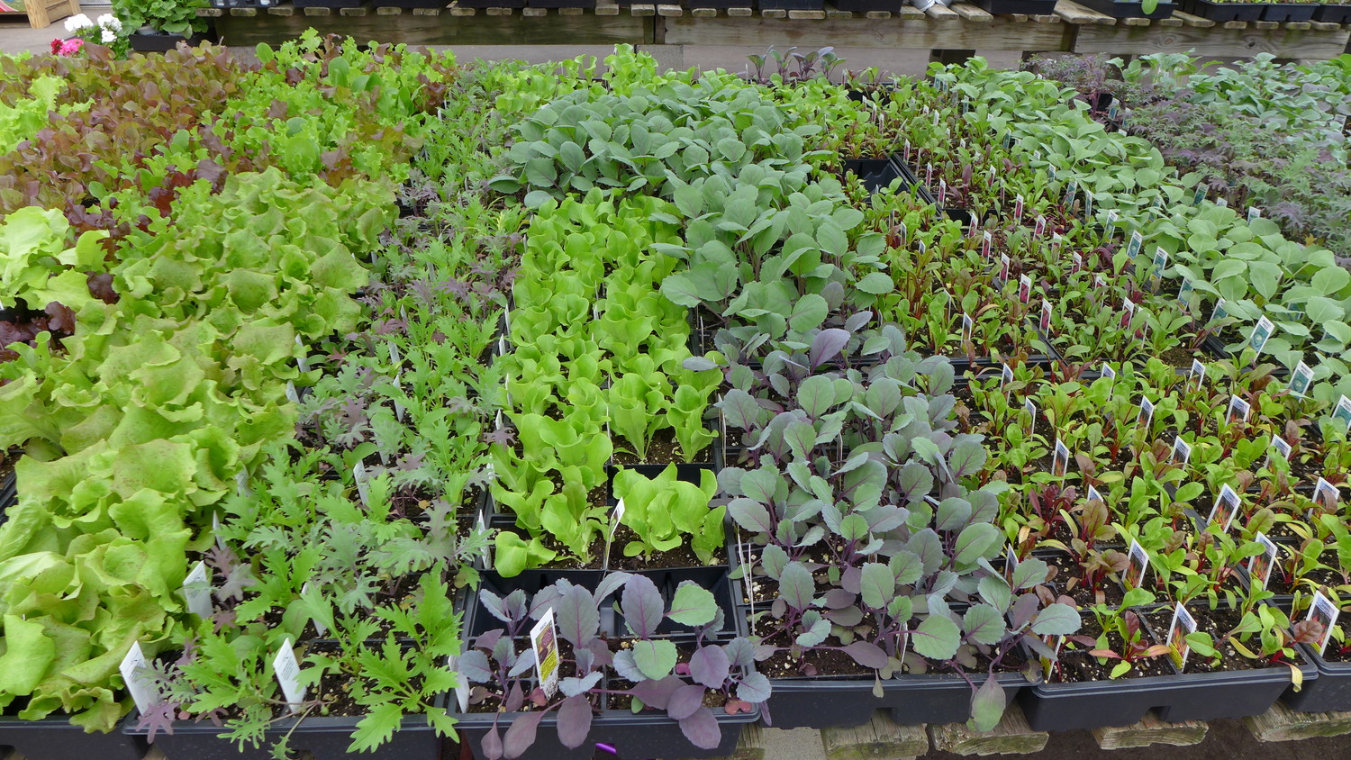 Lettuces, arugulas, cabbages and other greens are in garden centers now for immediate planting. The beet “starts” on the far right are for salad pickings (leaves).  Beets for cooking or eating should be directly sown in the garden. Don’t forget to add fertilizer to the soil prior to planting.
ANDREW MESSINGER