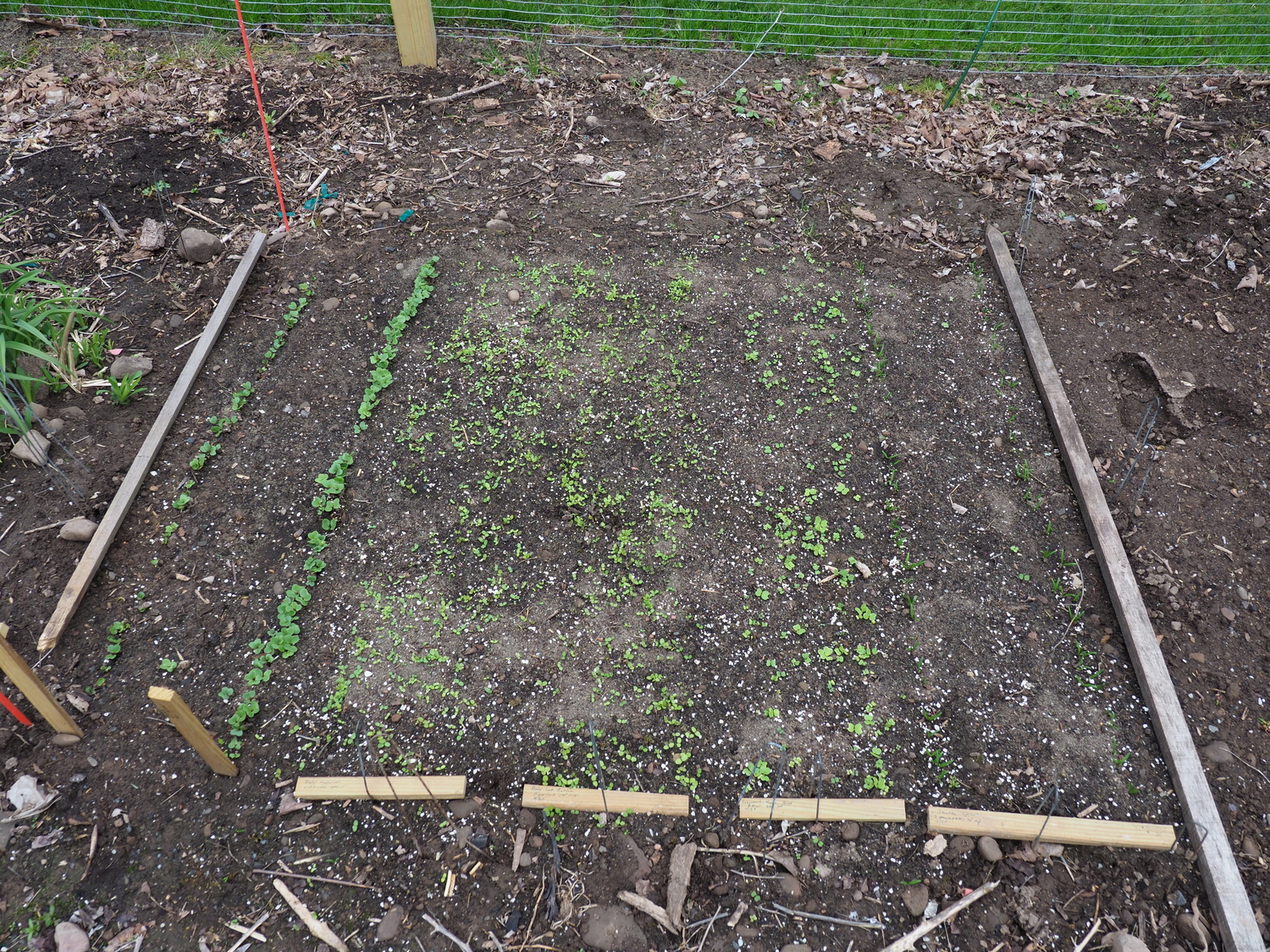 While I don’t grow any summer veggies I do grow salad greens and radishes. On the left are two sowings (rows) of radishes sown 10 days apart. To the right of them are four sowings of four different salad green mixes. As these fill in, leaves will be picked for four to six weeks for lunch and dinner salads. The small 6-by-8-foot plot keeps us in greens for two months then I resow in August for the second season.
  ANDREW MESSINGER