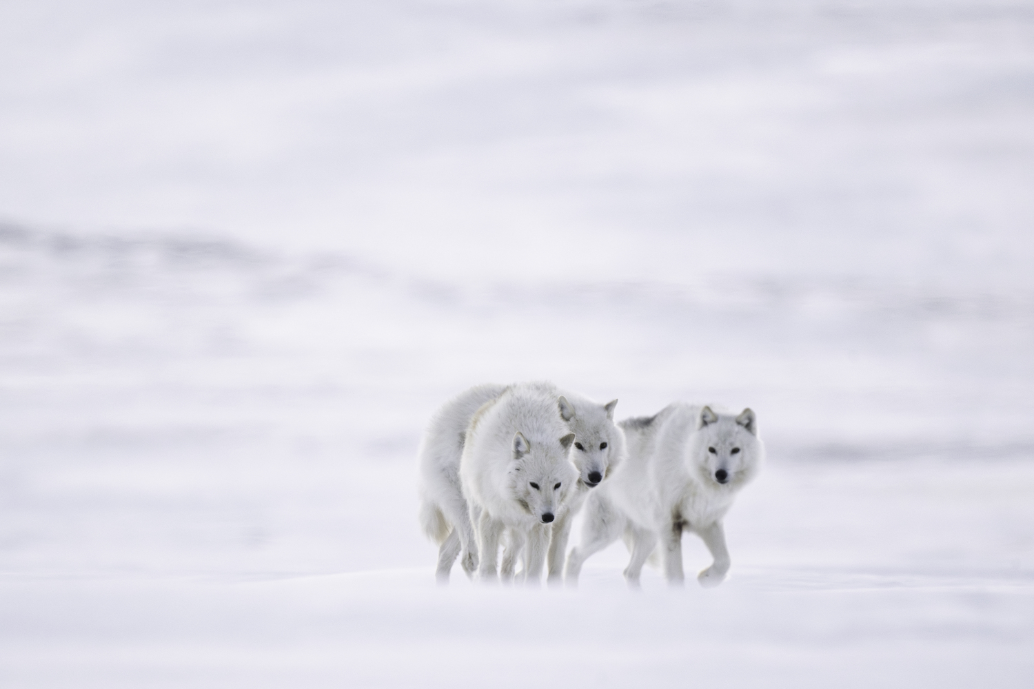 A pack of three. MARIANNE BARNETT