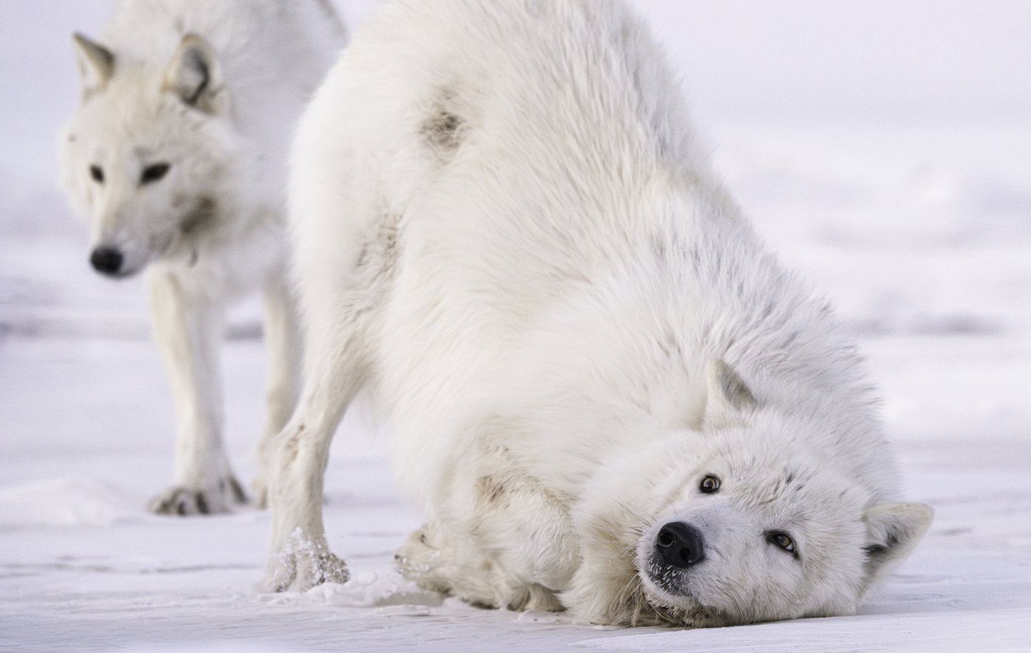 A wolf rolls. MARIANNE BARNETT
