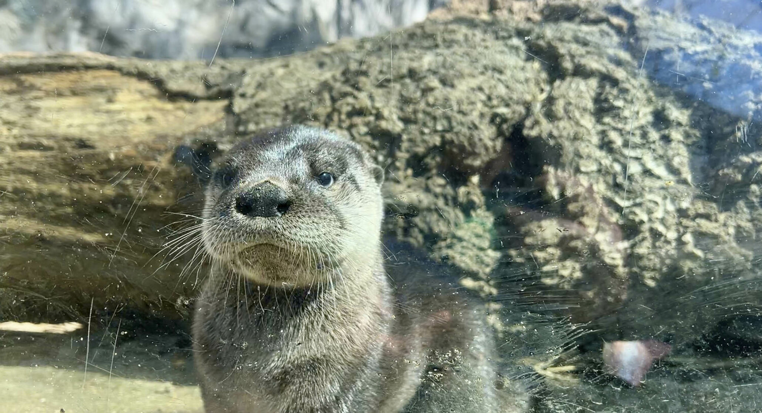 An otter pup. COURTESY LONG ISLAND AQUARIUM