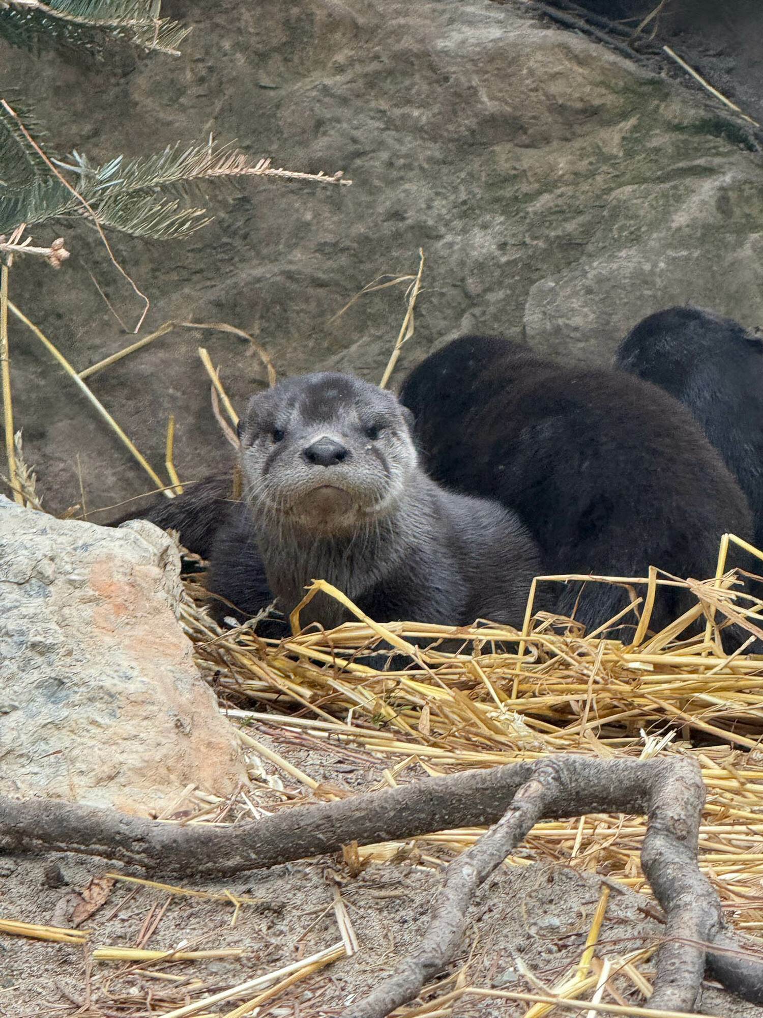 An otter pup. COURTESY LONG ISLAND AQUARIUM