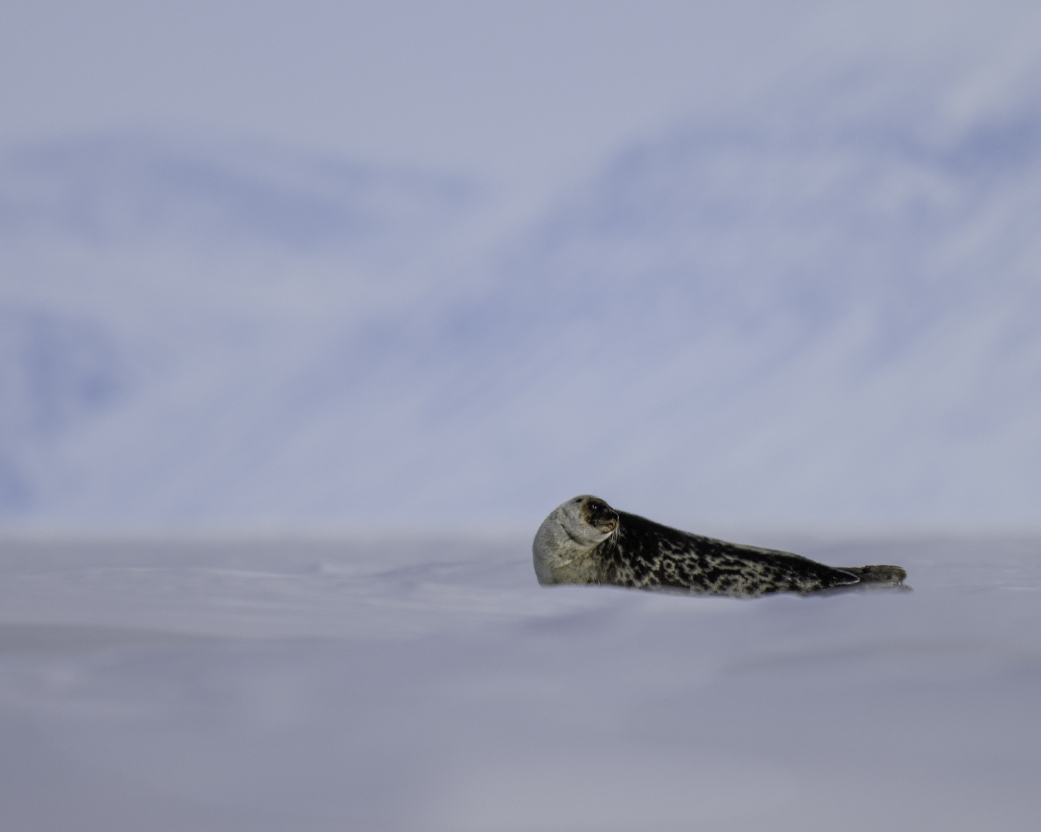 A seal. MARIANNE BARNETT