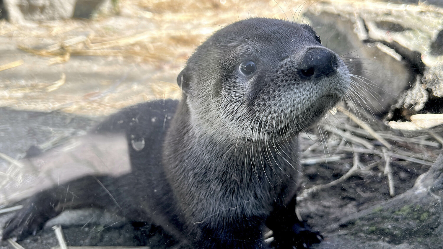 An otter pup. COURTESY LONG ISLAND AQUARIUM