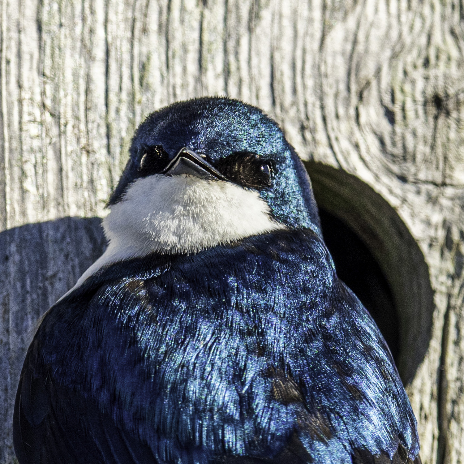 A tree swallow.   MARIANNE BARNETT