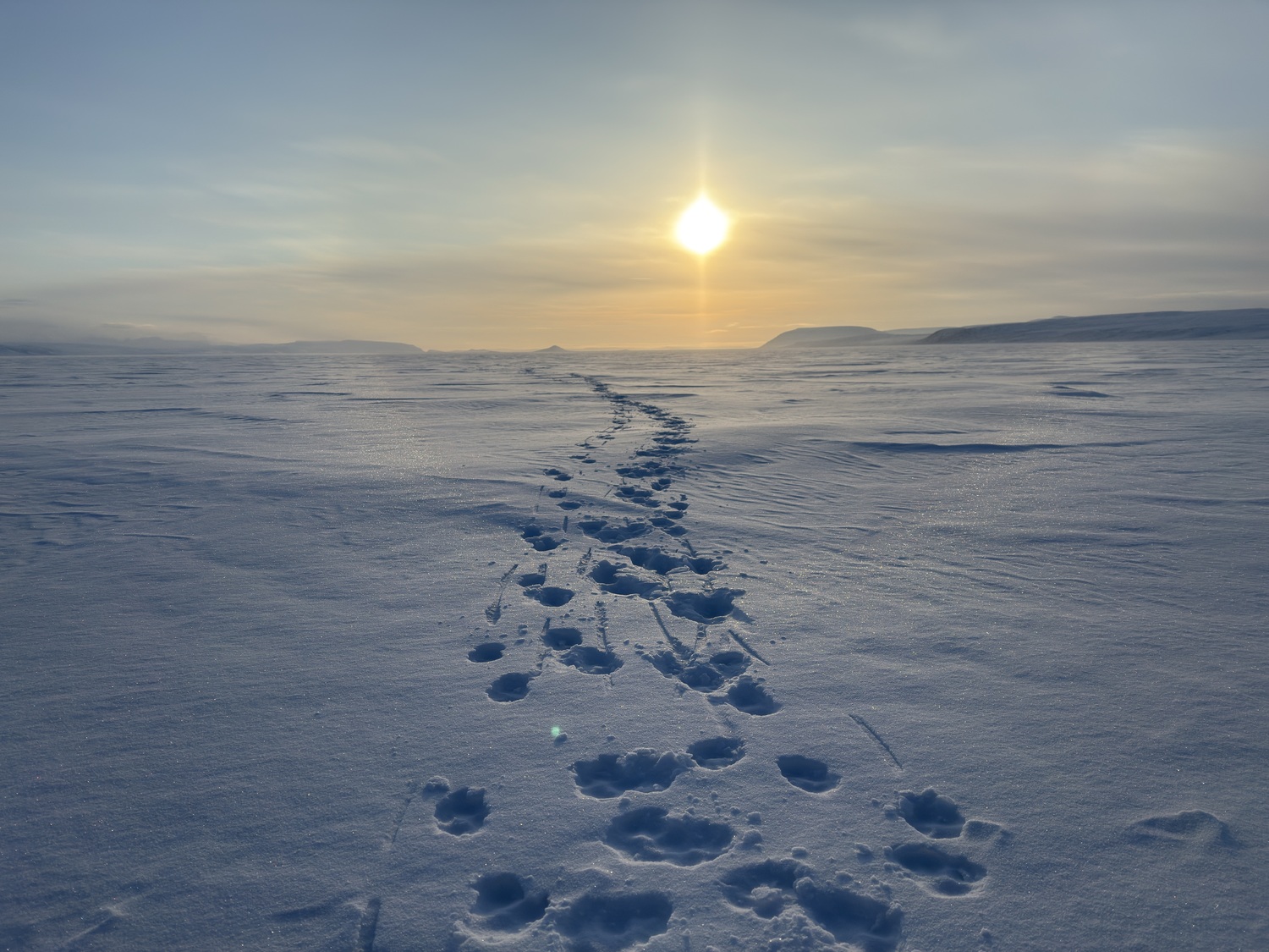The High Arctic. MARIANNE BARNETT