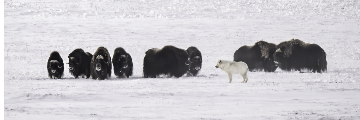 A wolf with muskox. MARIANNE BARNETT