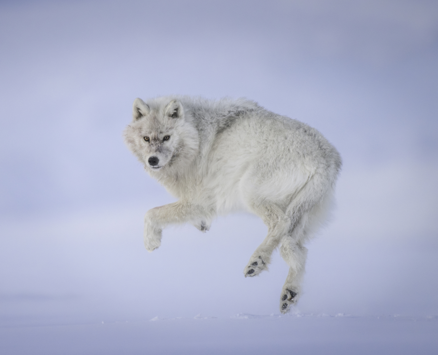 A wolf in action. MARIANNE BARNETT