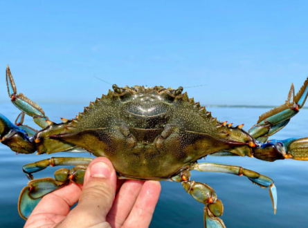 Shell-Shocked: Blue Claw Crabs Toughen Up Baby Clams
