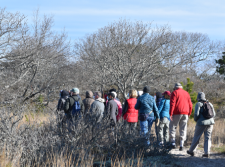 Spring Migration – Birding at Hither Hills with Wayne Whitmore