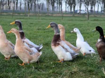 Duck Creek Alumni Group Exhibition
