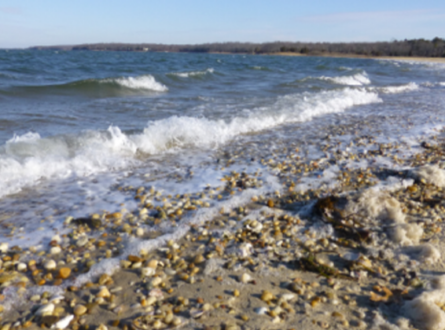 SOFO’s East End Outdoor Nature Education with Crystal at Northwest Landing Road, East Hampton