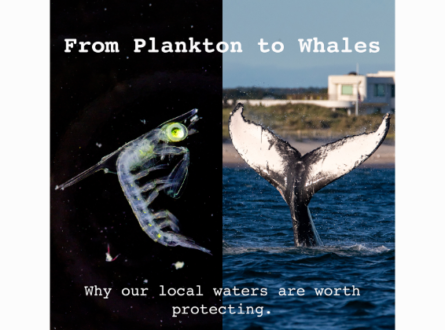 From Plankton to Whales- Why Our Local Waters Are Worth Protecting
