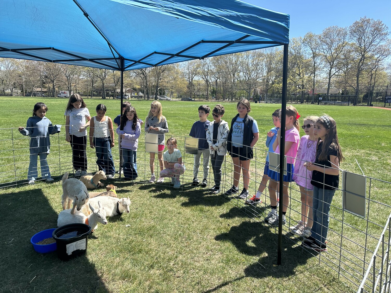 East Quogue School students had a farming lesson when garden teacher Mrs. Rempe brought in goats to eat and clear scrub, and chickens to turn over the garden soil in the school's garden. COURTESY ANN MARIE RYBAK