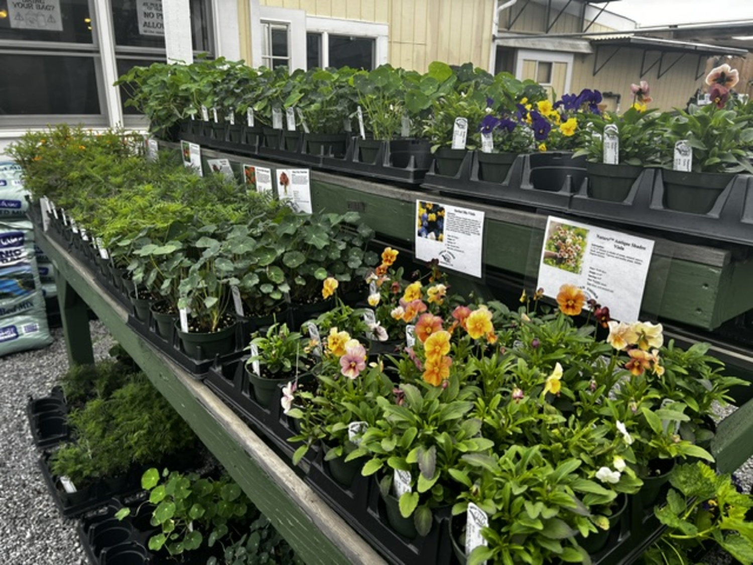 The Green Thumb in Water Mill has a lush selection of herbs, flowering plants, vegetables and seedlings right now. ROBYN HENDERSON DIEDERIKS