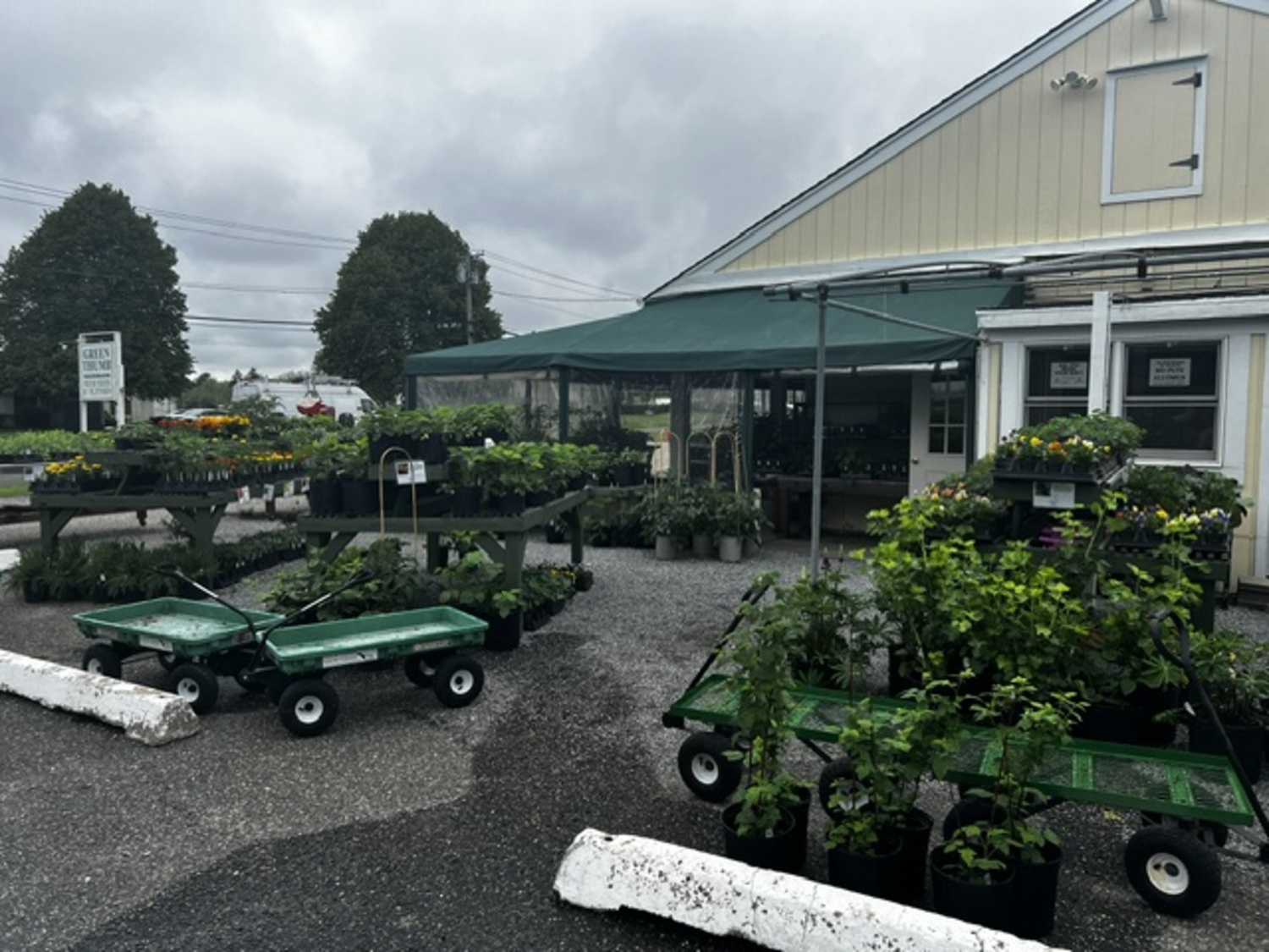 The Green Thumb in Water Mill has a lush selection of herbs, flowering plants, vegetables and seedlings right now. ROBYN HENDERSON DIEDERIKS