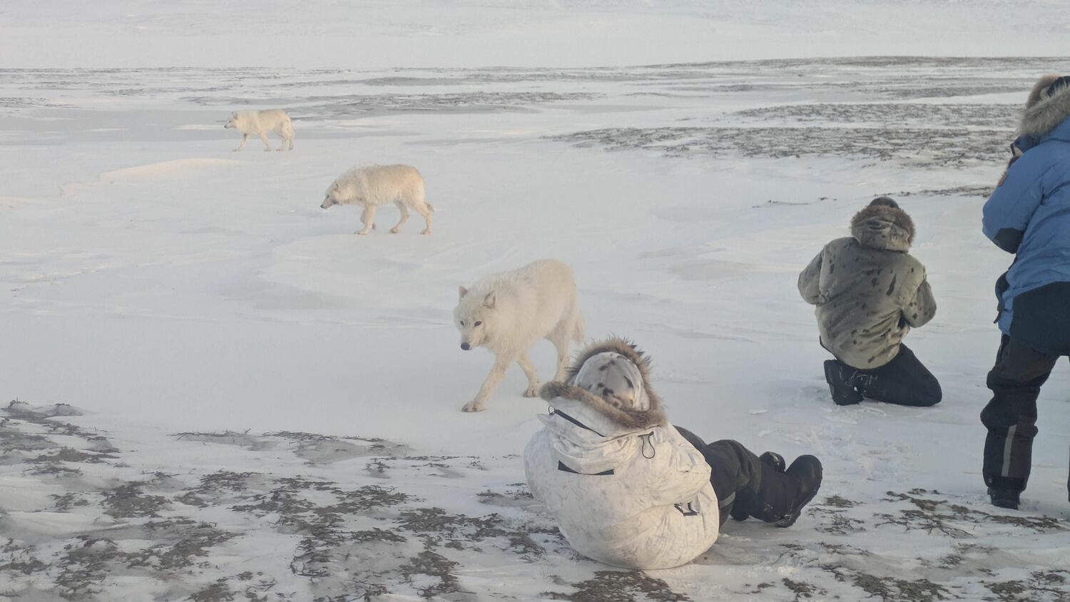 Up close with the wolves. COURTESY MARIANNE BARNETT