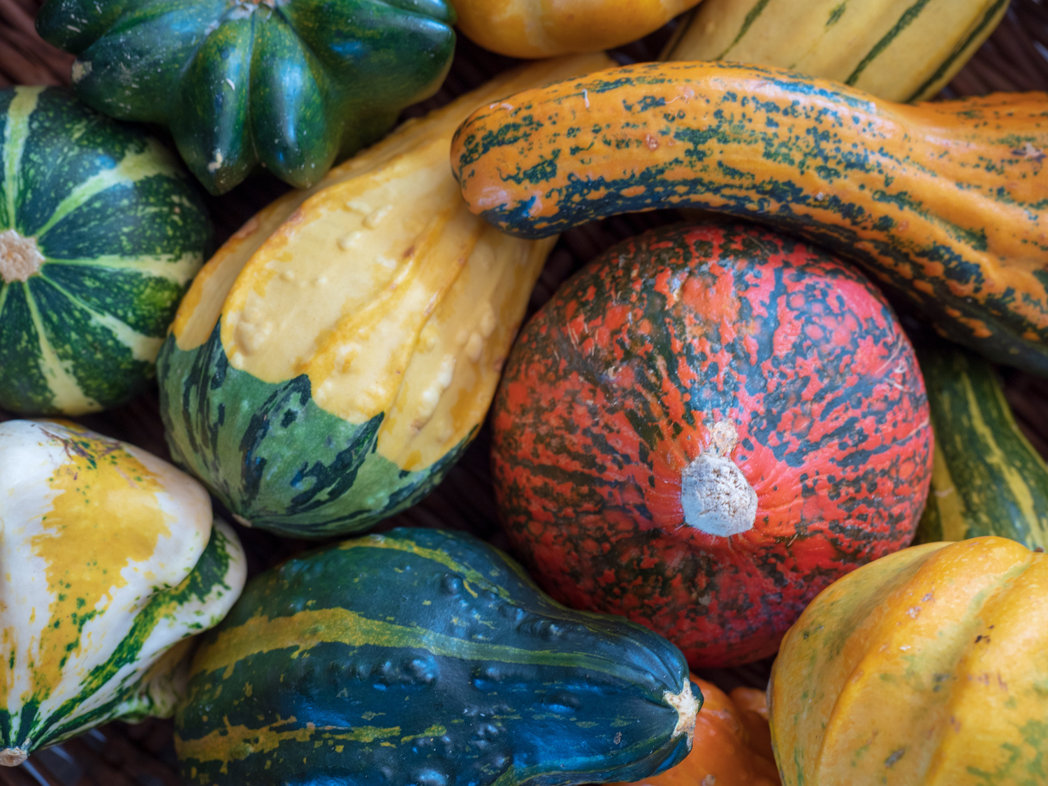 Gourds come in many shapes and colors.