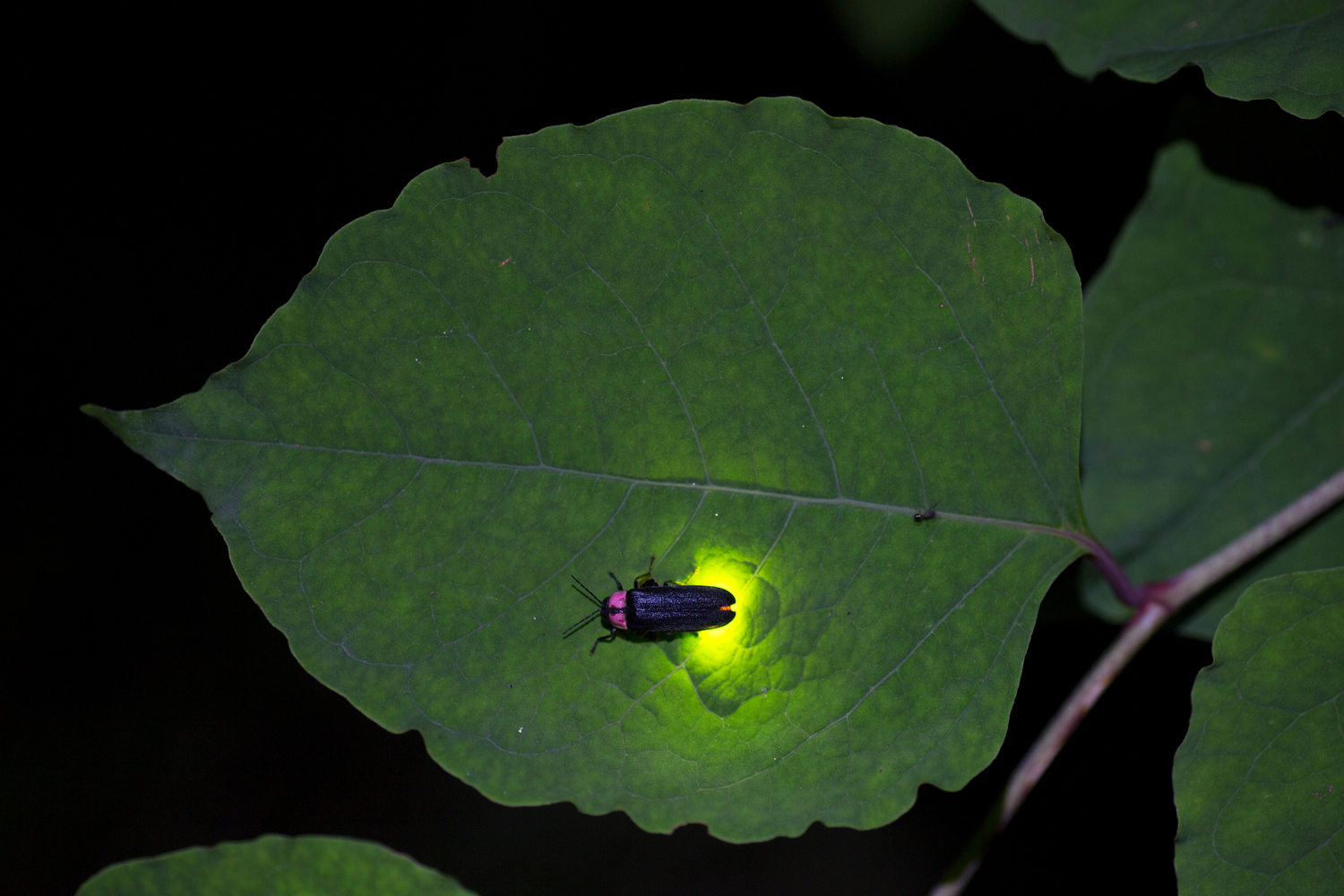 Pesticide use, overly tidy gardens and habitat loss threaten firefly populations.