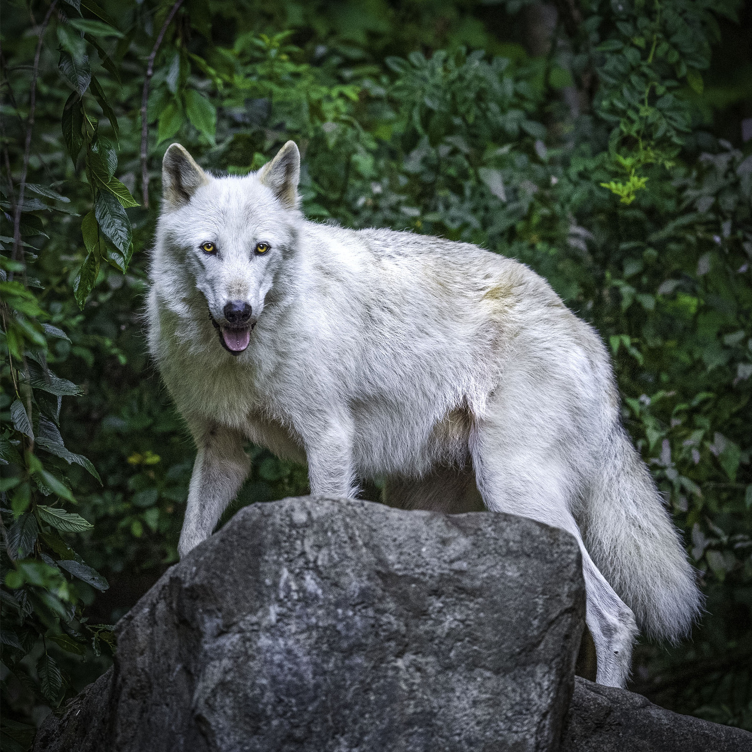 Alawa, an ambassador wolf at the WCC, on a rock.  MARIANNE BARNETT