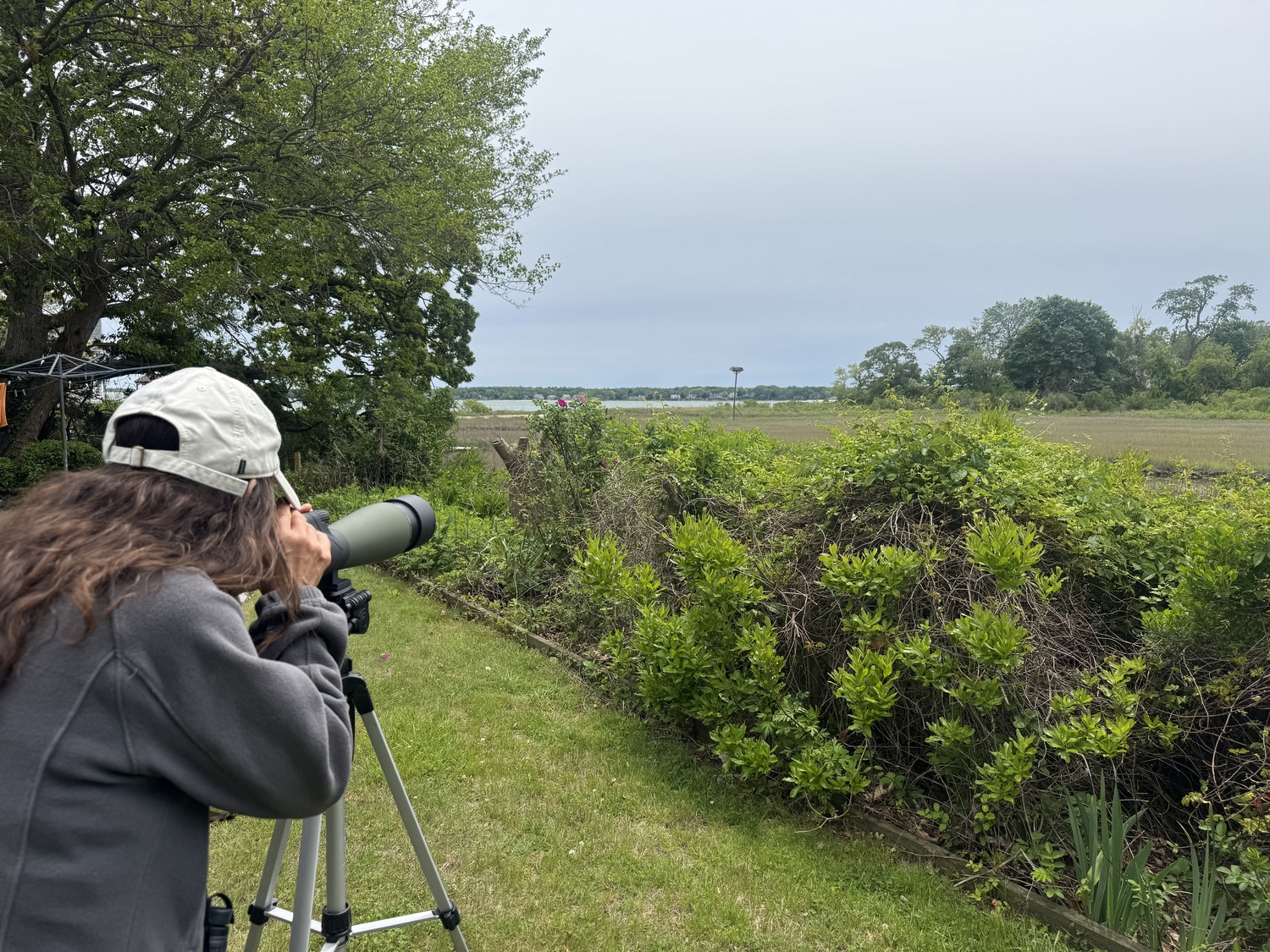 Anita Wright looks for osprey. GROUP FOR THE EAST END