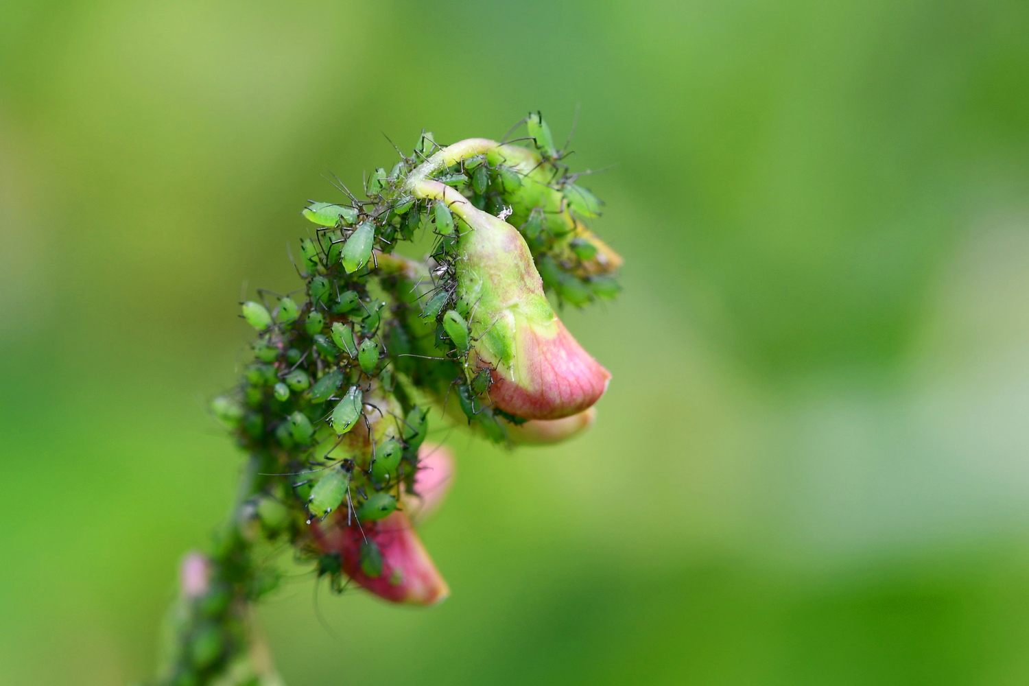 Aphids are social insects and usually appear in groups.  They usually appear on flower buds, below them or on open flowers.  Small numbers can be washed off with a stream of water.