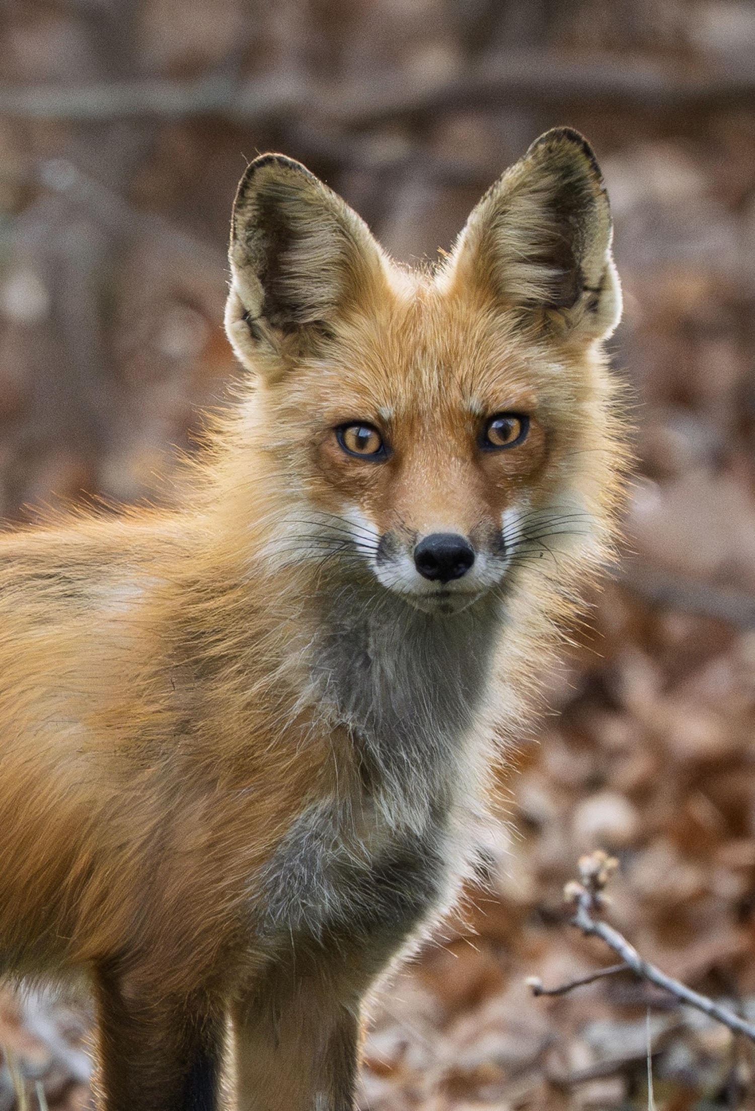 A red fox.   MARIANNE BARNETT