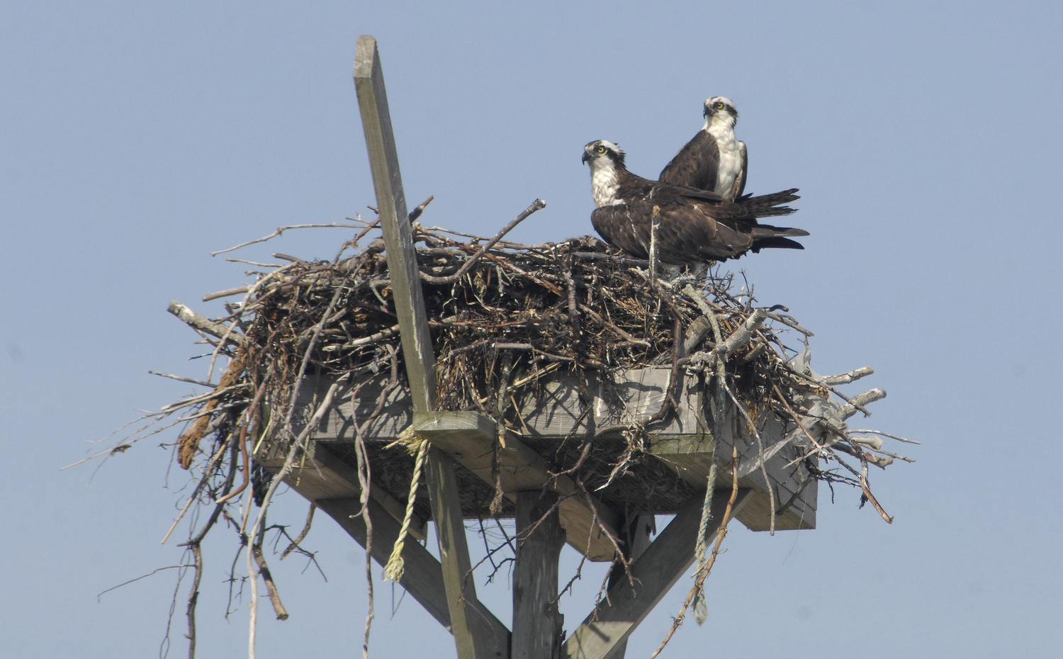 the Group has documented roughly 200 nesting pairs so far