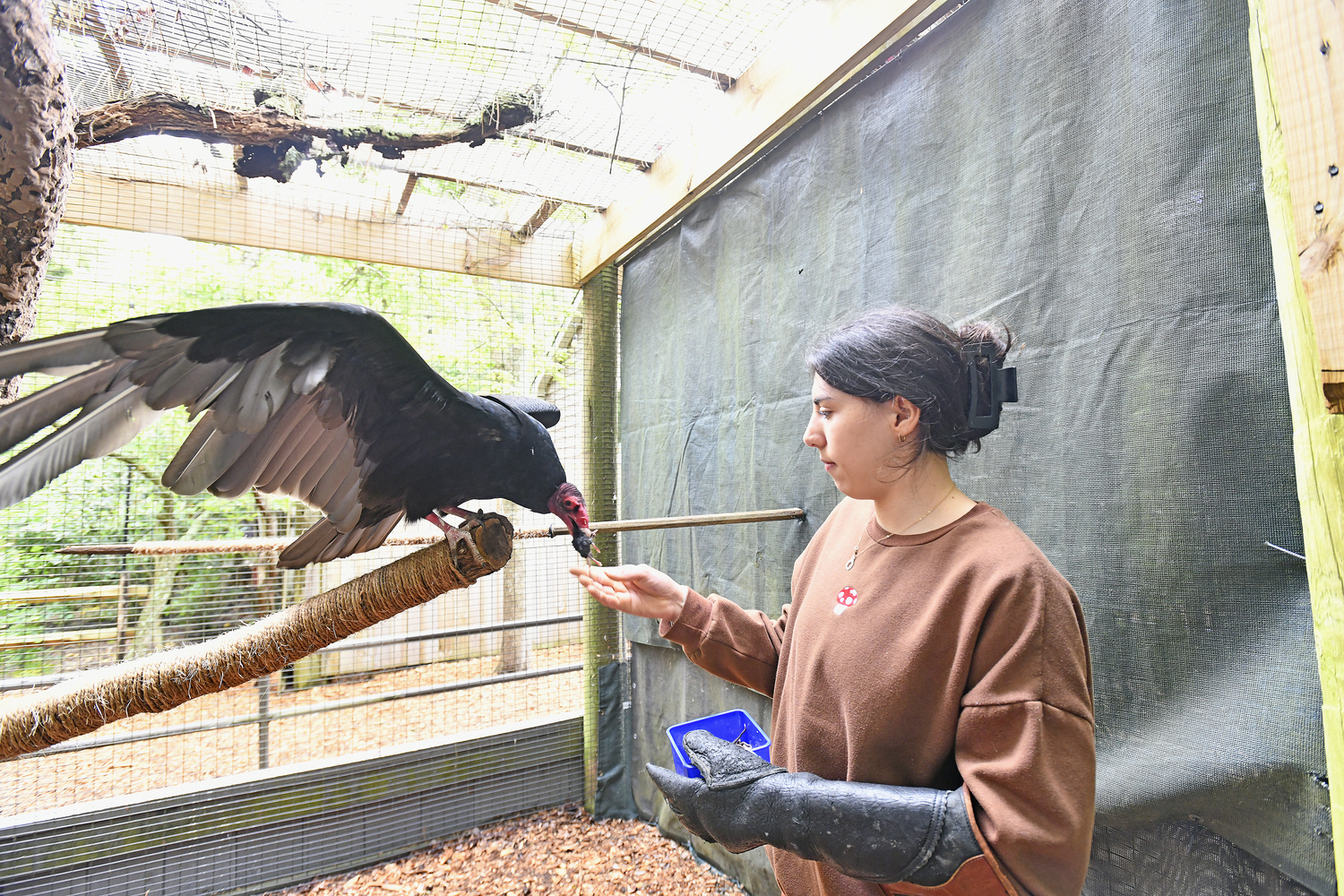 Environmental Educator Nadia Trejo works with Aura the turkey vulture at the Quogue Wildlife Refuge.  DANA SHAW