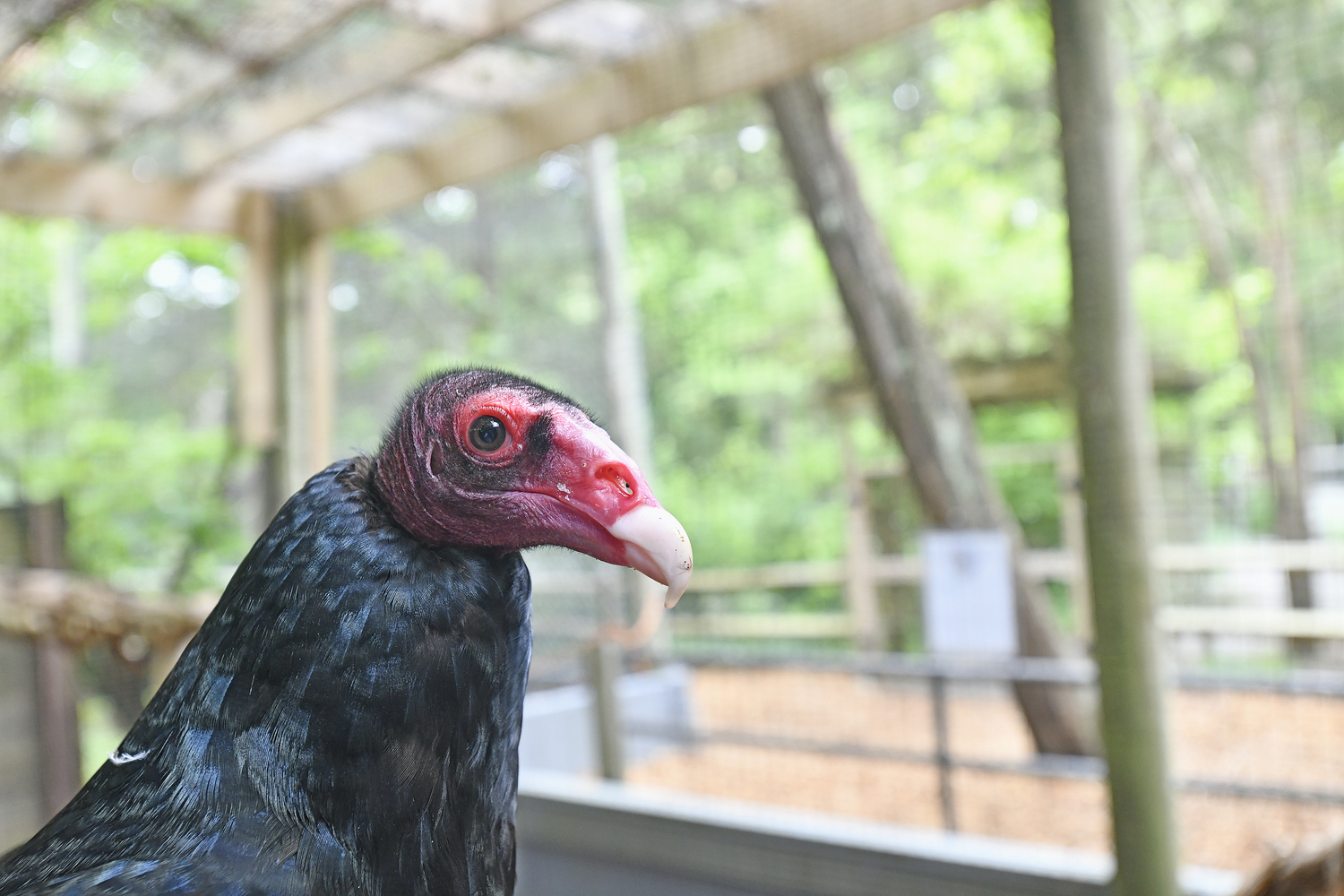 Aura the turkey vulture at her new home at the Quogue Wildlife Refuge.  DANA SHAW