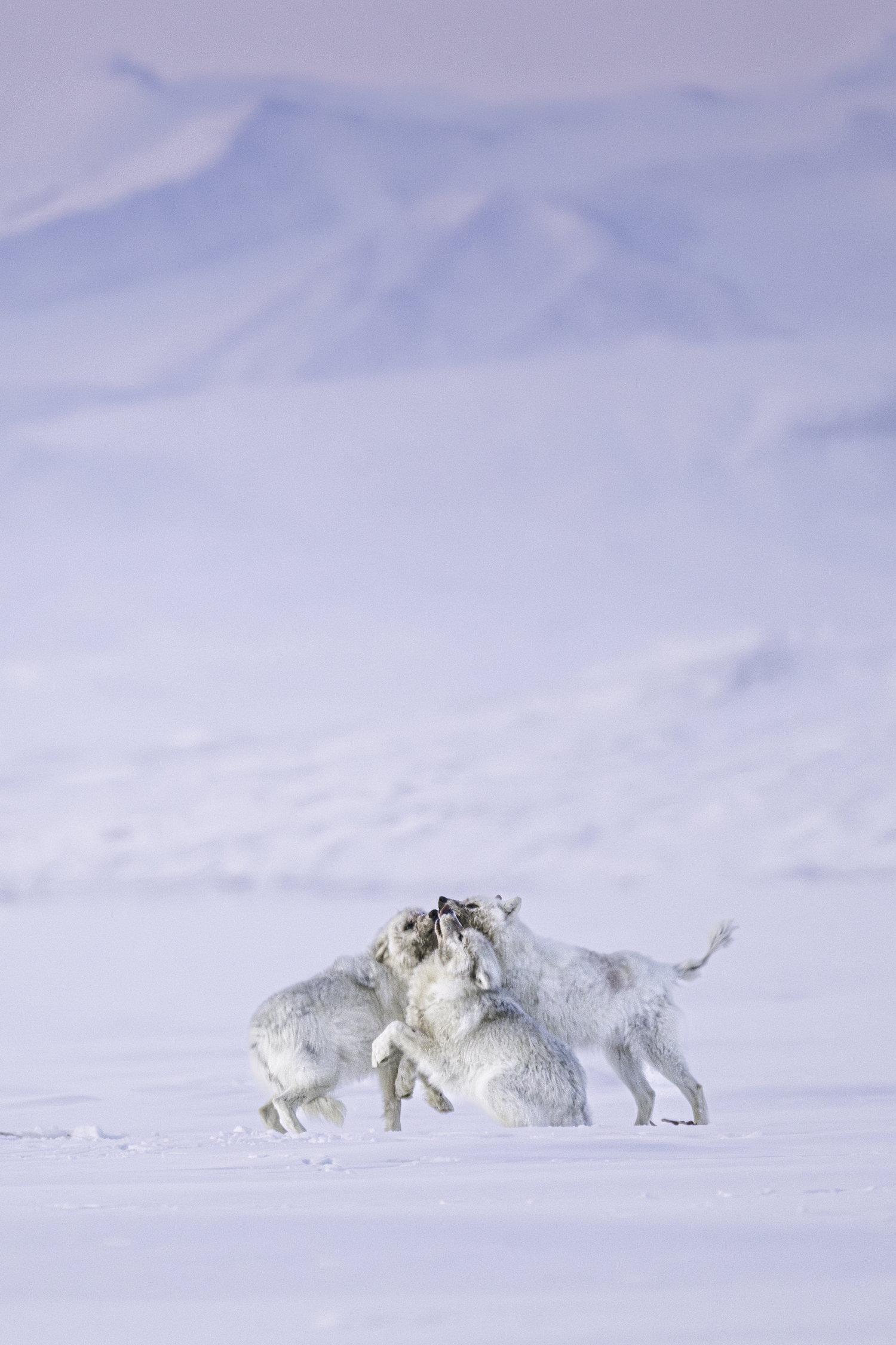 A pack of Ellesmere Island wolves enjoying family pack life.  MARIANNE BARNETT
