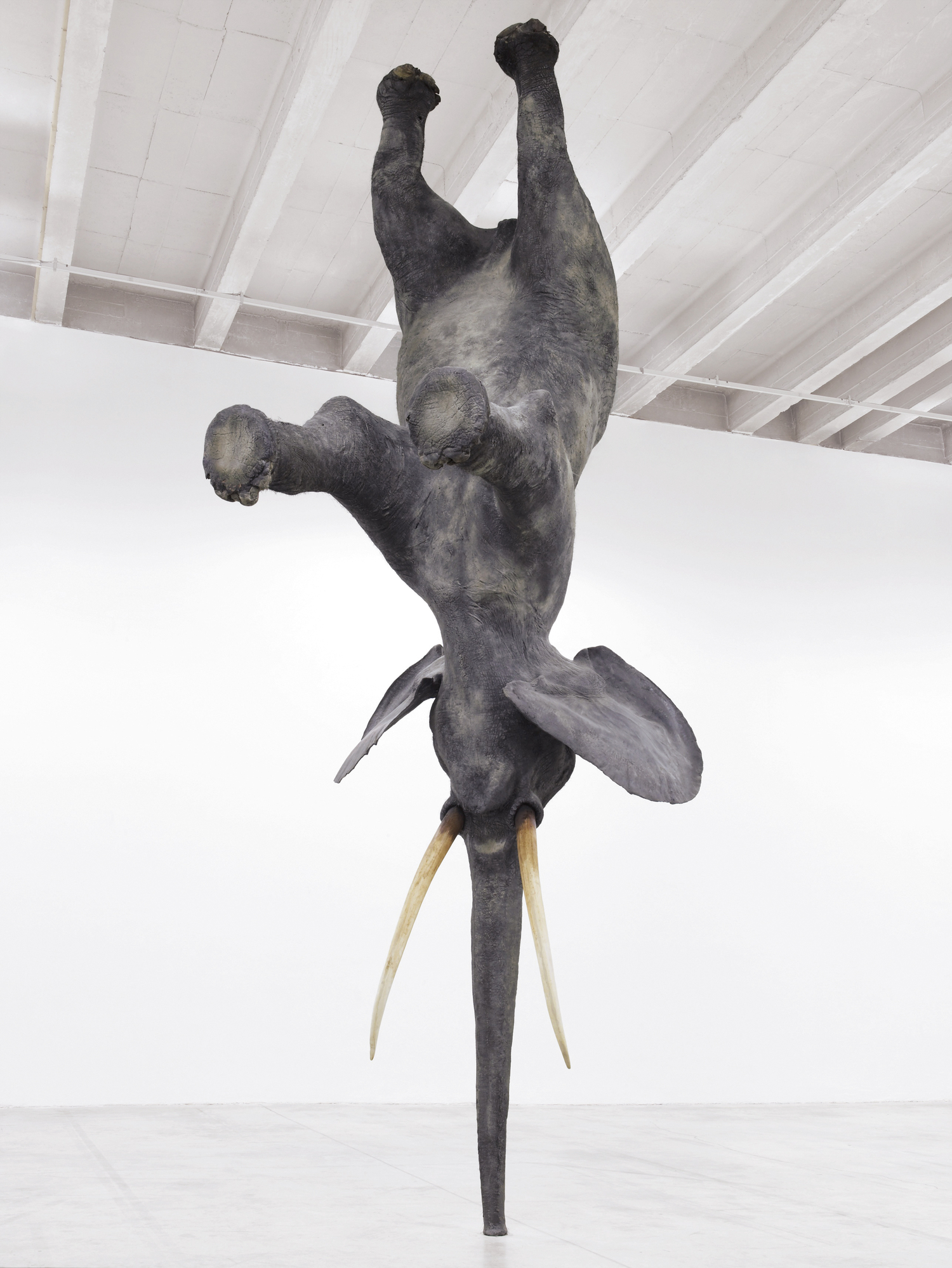 Daniel Firman, 