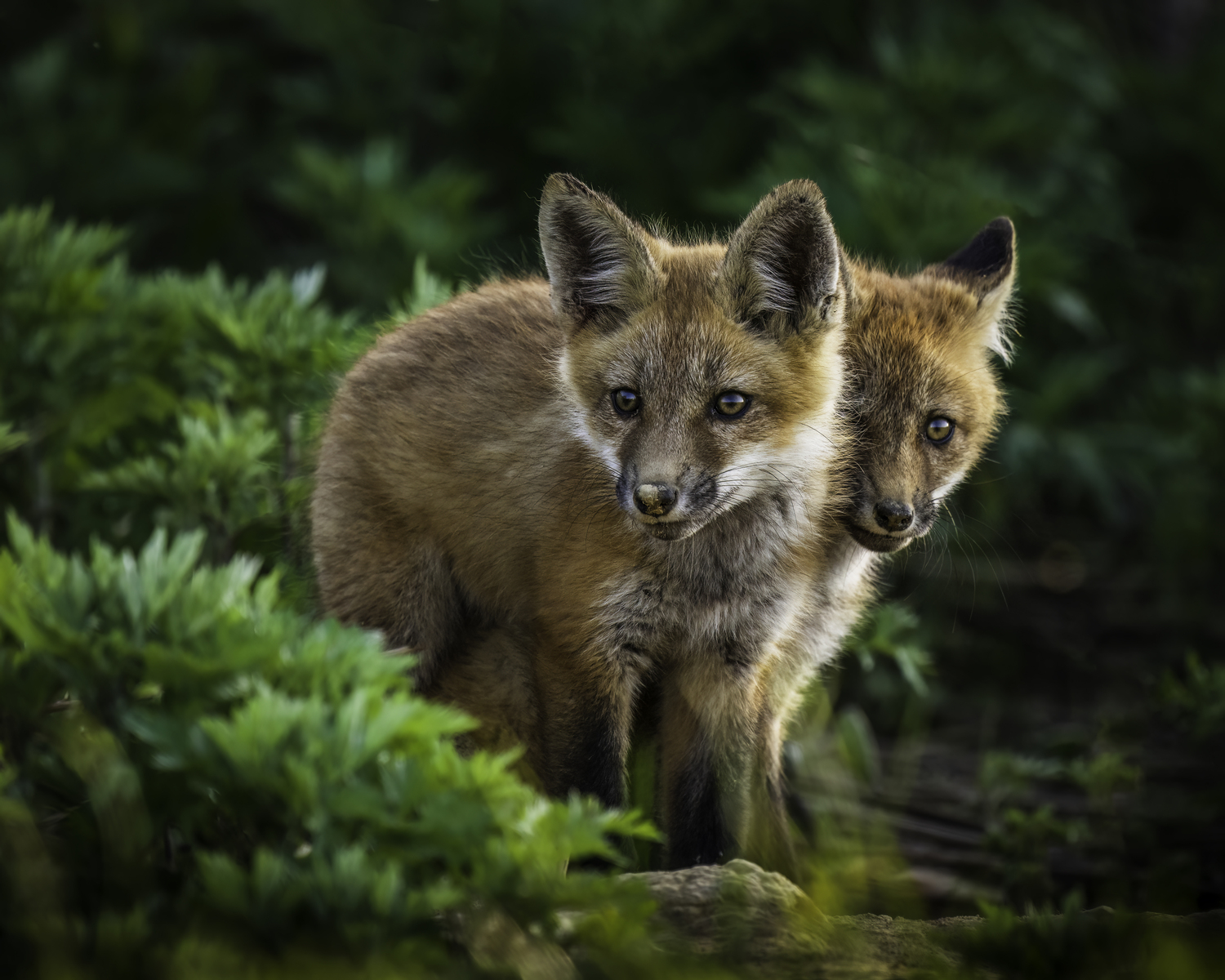 Fox kits a few months old.  MARIANNE BARNETT
