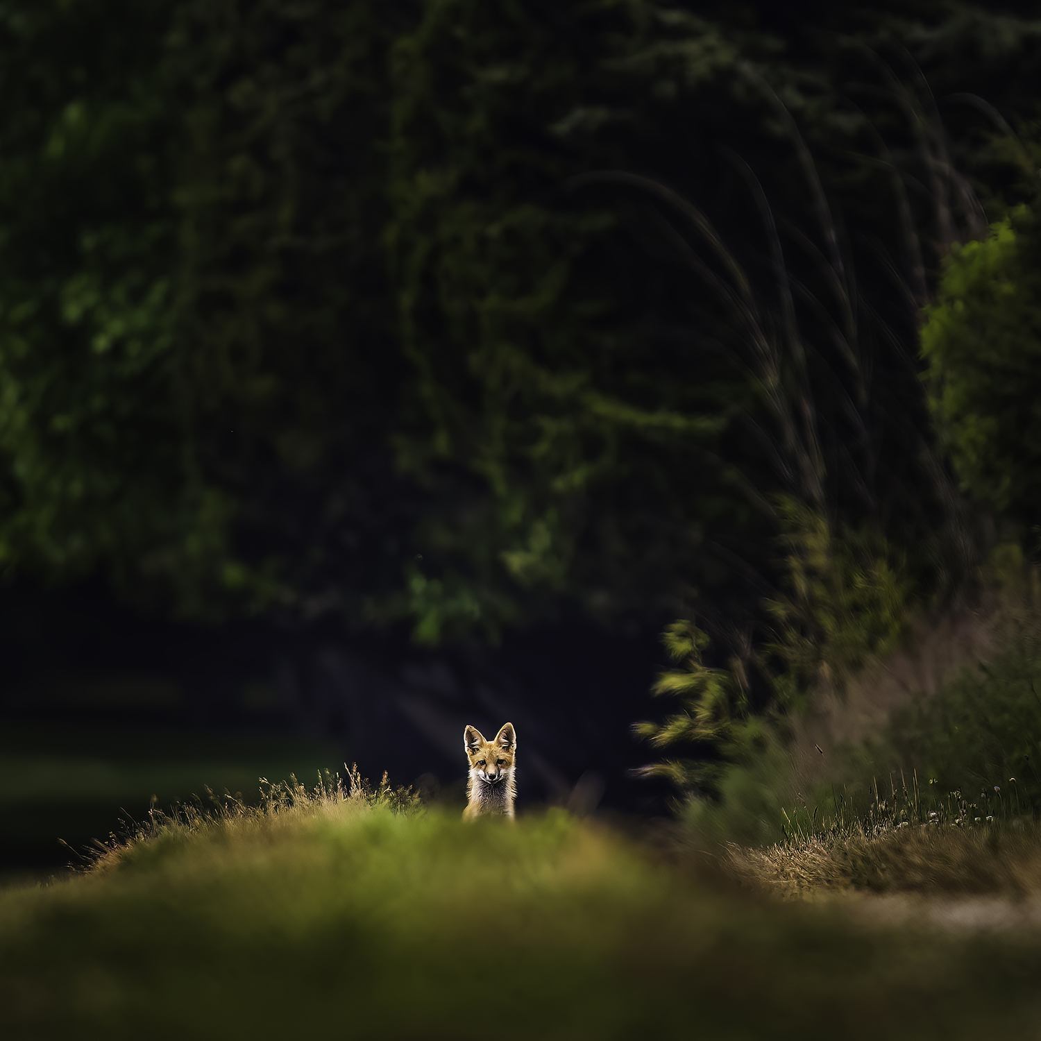 A fox kit in its environment near the den.  MARIANNE BARNETT