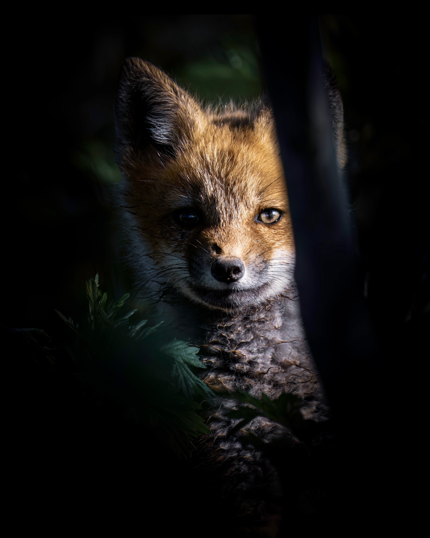 A fox kit peeking through the shrub.  MARIANNE BARNETT