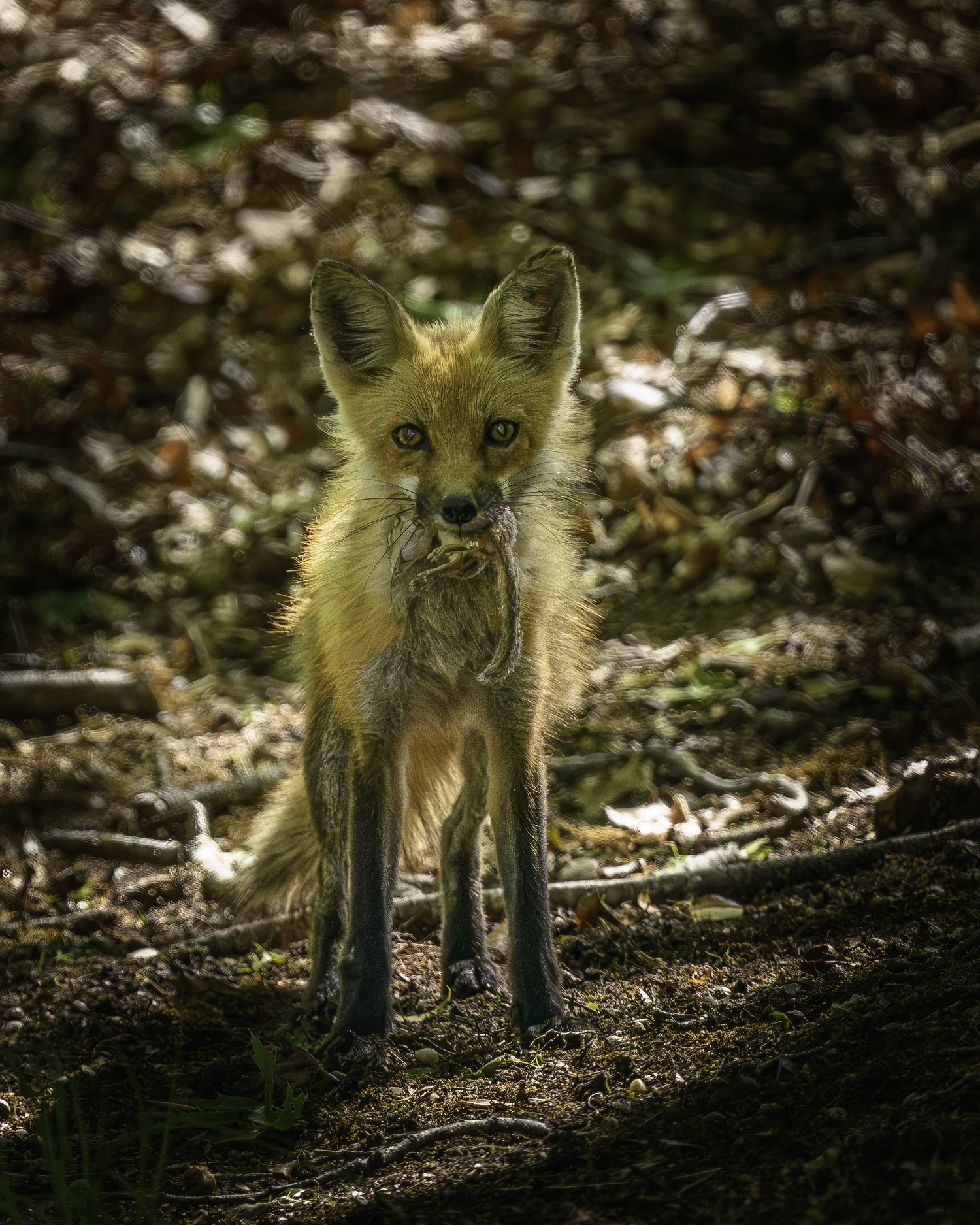 A red fox with a chipmunk in its mouth.   MARIANNE BARNETT