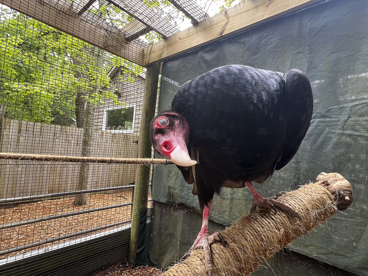Aura the turkey vulture at her new home at the Quogue Wildlife Refuge.  DANA SHAW