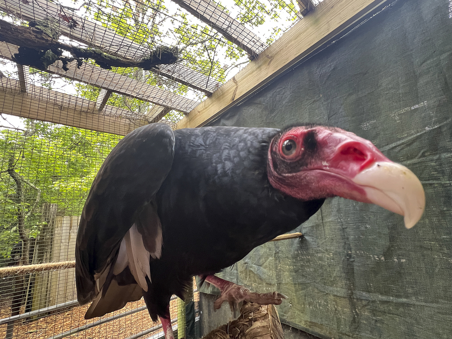 Aura the turkey vulture at her new home at the Quogue Wildlife Refuge.  DANA SHAW