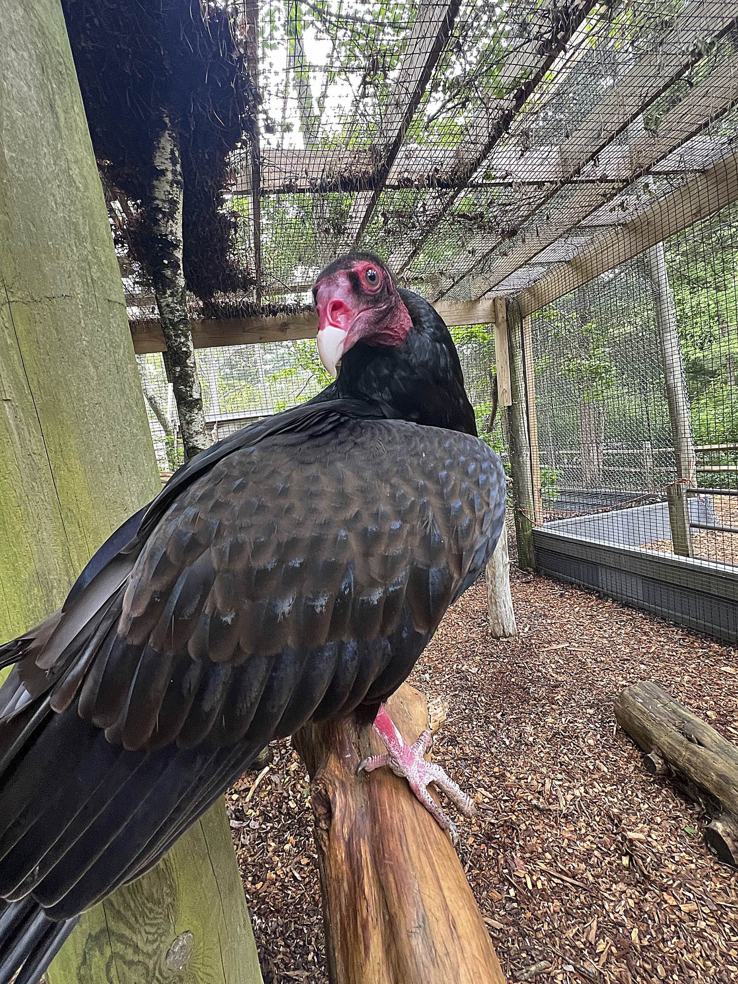 Aura the turkey vulture at her new home at the Quogue Wildlife Refuge.  DANA SHAW