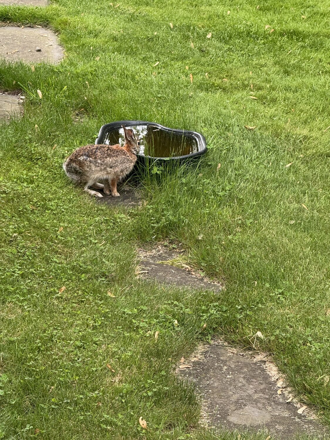 I forgot to let this rabbit know that this is a bird bath, not a water trough. Once the aerator was installed, no mosquitoes and no sipping rabbits. ANDREW MESSINGER