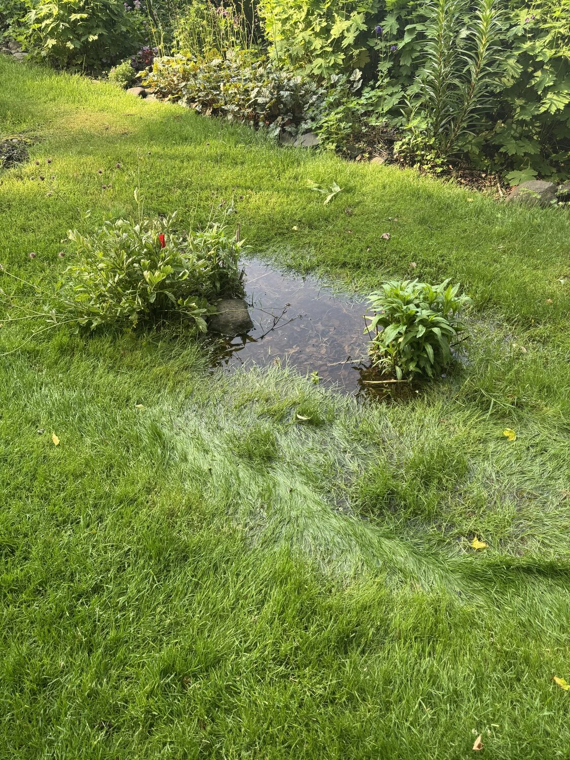 We affectionately call this water-holding depression in the lawn “Lake Andy.” It can hold water for several days so it too gets treatments of Mosquito Bits if it doesn’t dry out.  The Geum (left) and Lobelia (right) tolerate wet feet for long periods. ANDREW MESSINGER