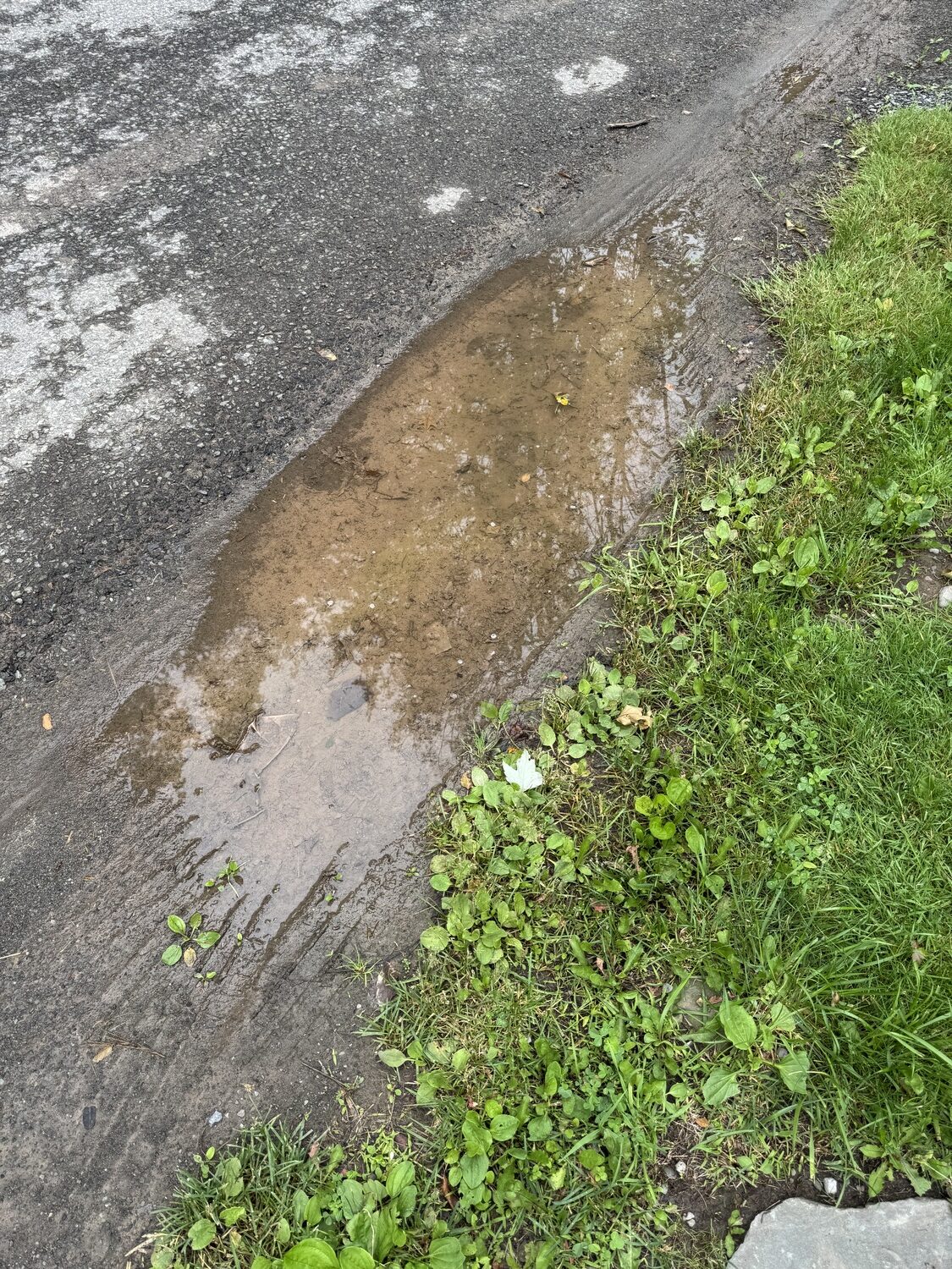 A small roadside puddle like this caused by a sprinkler or rain can retain water for days on end. It becomes a magnet for female mosquitoes and midges that lay their eggs in it, and five to seven days later you become the target of their offspring. A few drops of vegetable or mineral oil on the surface will often suffocate the larvae before they can become blood sucking adults.  Repeat each time the puddle fills. ANDREW MESSINGER